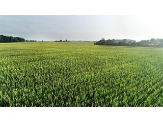 Tillable & Wooded Farmland in Allen County, Indiana - LAND AUCTION - 184+/- ACRES OFFERED IN 3 TRACTS IN ALLEN COUNTY, INDIANA